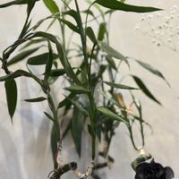 ミリオンバンブー,フラワーアレンジメント,華道,富山支部,玄関アプローチの画像