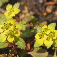 リュウキンカ,カンスゲ,ニッコウネコノメ,植物園,山野草の画像