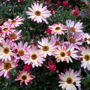 ストック,種まき,MAXマム 朝焼けピンクの画像