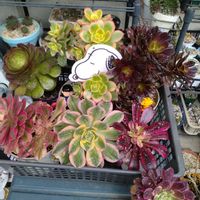 多肉いろいろ,多肉植物,アエオニウム,センペルンルン木曜日,毎月2日はスヌーピーの日の画像