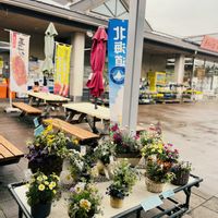 フラワーアレンジメント,道の駅,春のお花,筆柿の里　幸田,根付きフラワーアレンジメントの画像