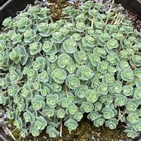 ミセバヤ, ベンケイソウ,癒し,花のある暮らし,#カーメン君の画像