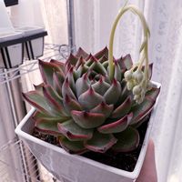 桃の木,多肉植物,エケベリア属,多肉植物 エケベリア,ぷりぷり多肉の画像