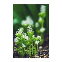 ヒトリシズカ,山野草,プランター,キンポウゲ科,庭の画像