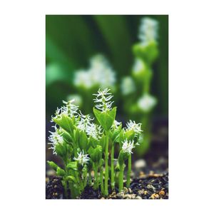 ヒトリシズカ,山野草,プランター,キンポウゲ科,庭の画像