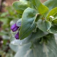 シクラメン,スイセン,セリンセ・マヨール,ライスフラワー,小さな庭の画像