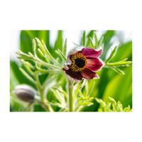 オキナグサ,赤い花,山野草,プランター,キンポウゲ科の画像