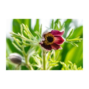 オキナグサ,赤い花,山野草,プランター,キンポウゲ科の画像