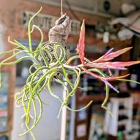 カプトメデューサエ,エアプランツ,エアプランツ チランジア,チランジア カプトメデューサエ,エアプランツ   ティランジアの画像