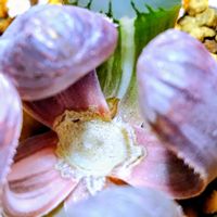 ハオルチア,ハオルチア オブツーサ,多肉植物,ハオルチア属,多肉大好きの画像