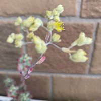 多肉植物,今日の一枚の画像