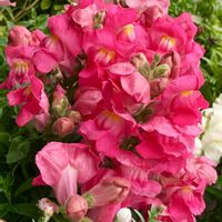 #ガーデニング,ピンクワールドへ ようこそ,エクステリアの画像