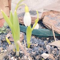 スノードロップ,球根の画像