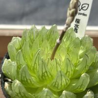 ハオルチア,多肉花芽,癒し…♡,キュンキュン乙女倶楽部,岐阜タニラーの画像