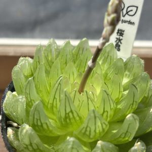 ハオルチア,多肉花芽,癒し…♡,キュンキュン乙女倶楽部,岐阜タニラーの画像