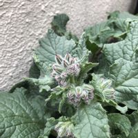 ボリジ,ハーブ,青い花, エディブルフラワー,もんハーブ園の画像