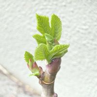 イチジク,イチジク ビオレソリエス,イチジク ビオレソリエス,挿し木,無花果 いちじくの画像