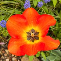 シキミ,ジャーマンアイリス,チューリップ,トサミズキ,花粉症の画像