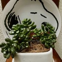 セダム,多肉植物,元気もらえる,お花のある暮らし,毎月2日はスヌーピーの日の画像