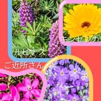 アセビ,サクラ,サクラソウ,ユスラウメ,ルピナスの画像