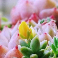 多肉植物,幸せの多肉,ありがとう♡︎⸜( ´ ꒳ ` )⸝♡︎,Love and Courage,Light alongの画像