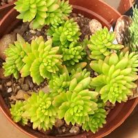 グリーンペット,多肉植物,うどん県人会,うどん県西支部,小さな庭の画像