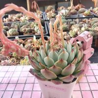 R7.11.10,R7.8.1,R8.1.30,R8.4.2,多肉植物の画像