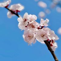 アンズ,ジューンベリー,ベニバスモモ,꒰ღ˘◡˘ற꒱かわゅ~,花いろいろの画像