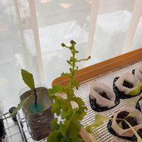 サニーレタス,とう立ち,緑がある暮らし,おうち園芸,家庭菜園の画像