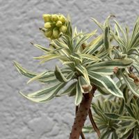 ブルーベリーの蕾,多肉植物,多肉の寄せ植えの画像