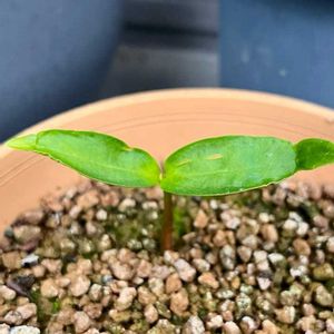 ハンカチノキ,ハンカチノキ,実生,ベランダ園芸,みしょり隊の画像