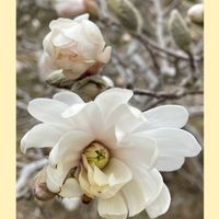 シデコブシ,ラムズイヤー,花のある暮らし,お花大好き♡,木曜モフモフの画像