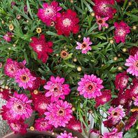 ボンザマーガレットの画像