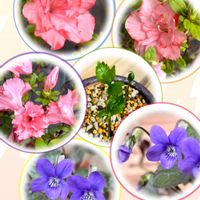 アザレア,スミレ,ヒトリシズカ,おうち園芸,My flowersの画像