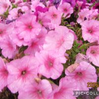 ベゴニア,ペチュニア,パンジー,寄り道散歩の画像