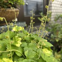 タンチョウソウ,ユキノシタ,レンゲショウマ,ヒメウズ,イワヤツデの画像