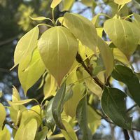 クスノキ,いろは紅葉,イロハ紅葉のお花,萌黄色,公園散歩の画像
