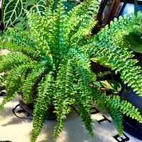 ネフロレピス,観葉植物,シダ植物の画像