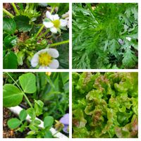 イチゴ,レタス,ロベリア,エンドウ豆,しゅんぎくの画像