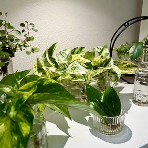 ポトス,観葉植物,水栽培,根腐れ,観葉植物のある暮らしの画像