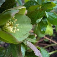 クリスマスローズ,花のある暮らし,❤️いいね、ありがとう,緑色の花が好き,花咲く乙女たち♡の画像