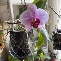 コチョウラン,胡蝶蘭,洋蘭,ラン科,着生蘭の画像