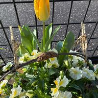 寄せ植えの画像