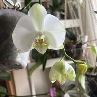 コチョウラン,胡蝶蘭,洋蘭,ラン科,着生蘭の画像