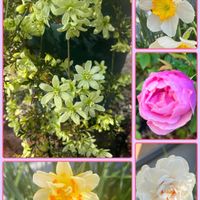 クレマチス,スイセン,我が家の庭,白い花,ピンクの花の画像