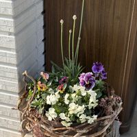 アルメリア,パンジー,ビオラ,花籠,アルメリア(ハマカンザシ)の画像