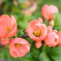 木瓜,木瓜,花のある暮らし,お散歩道の画像