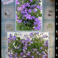 アジサイ,アジサイ,クレマチス,クレマチス,ベルフラワーの画像