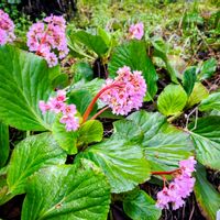 季節の花,花のある暮らし,緑のある暮らし,ハイキング・登山,ピンク色の花の画像