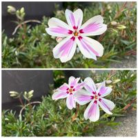 シバザクラ,地植え,可愛らしい,花のある暮らし,明るい色の画像